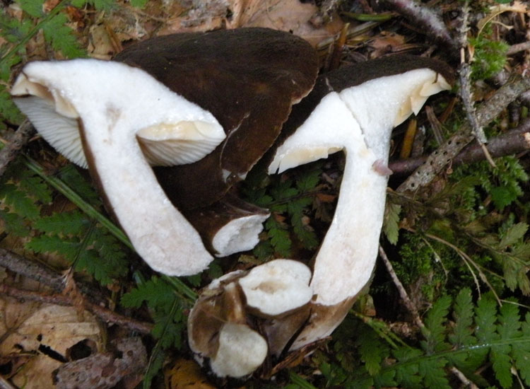 Lactarius o Melanoleuca?